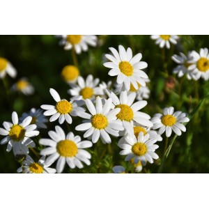 Seasonal Subscription (Monthly) Seasonal Subscription (Monthly)