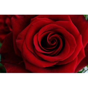 Seasonal Subscription (Fortnightly) Seasonal Subscription (Fortnightly)