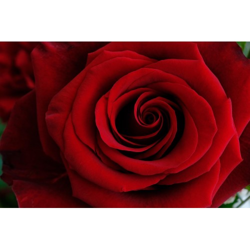 Seasonal Subscription (Fortnightly) Seasonal Subscription (Fortnightly)